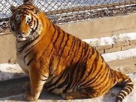 Тигр с нашего двора или укротитель с Восточной улицы